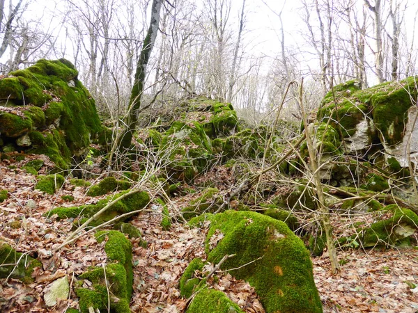 Stones Covered Moss Autumn Forest — Stock Photo, Image