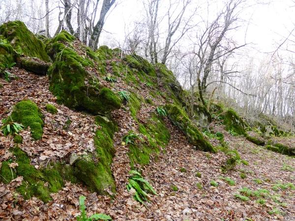 Stones Covered Moss Autumn Forest — Stock Photo, Image