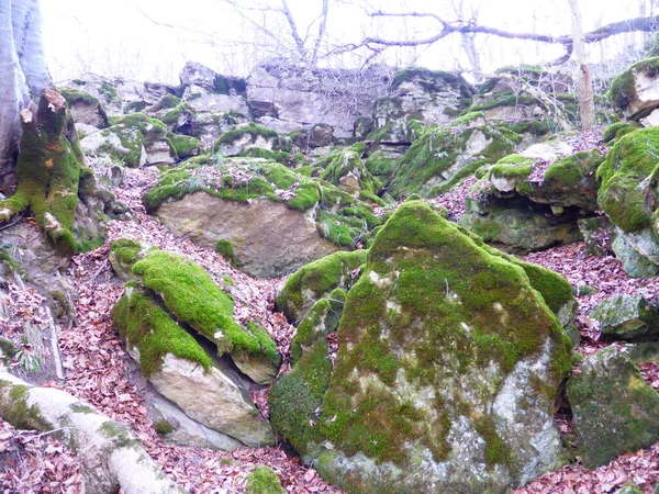 Piedras Cubiertas Musgo Bosque Otoñal — Foto de Stock