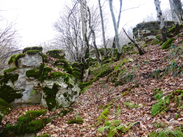 Stones Covered Moss Autumn Forest — Stock Photo, Image