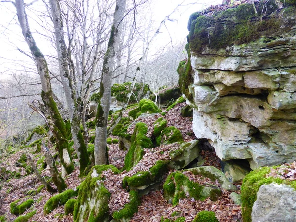 秋の森の苔で覆われた石 — ストック写真
