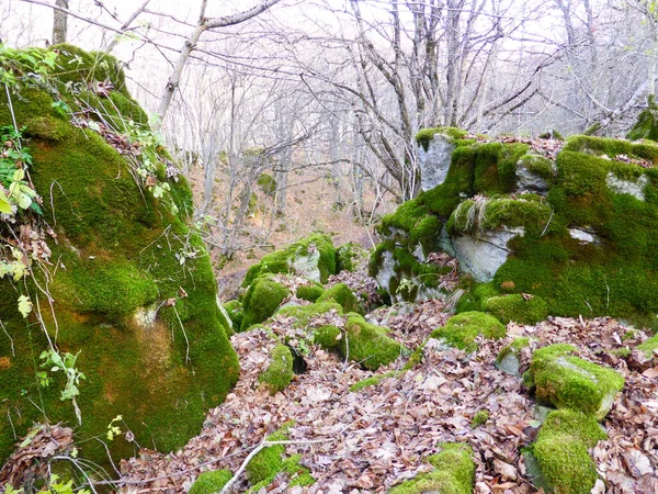 Piedras Cubiertas Musgo Bosque Otoñal — Foto de Stock