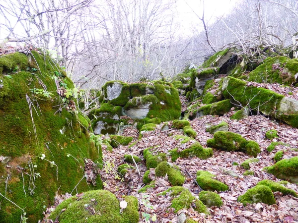 Stones Covered Moss Autumn Forest — Stock Photo, Image