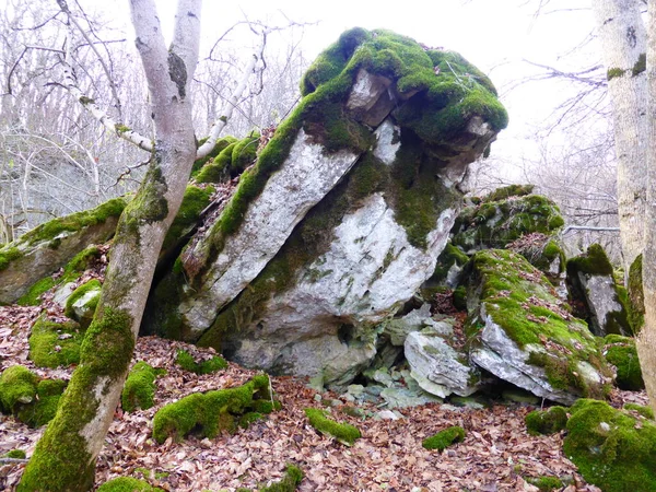 Piedras Cubiertas Musgo Bosque Otoñal — Foto de Stock