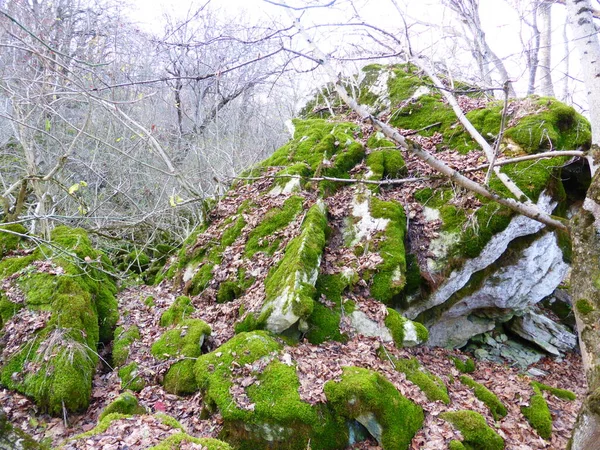 Piedras Cubiertas Musgo Bosque Otoñal — Foto de Stock