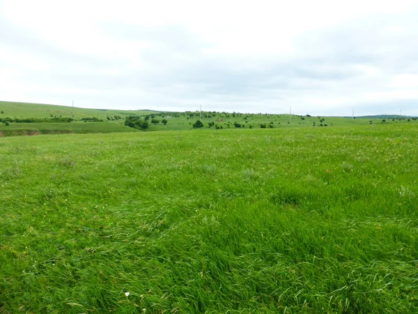 Blick Auf Das Grüne Feld Bis Zum Horizont — Stockfoto