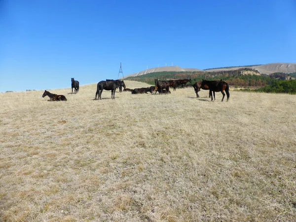 Uma Manada Cavalos Descansando Encosta — Fotografia de Stock