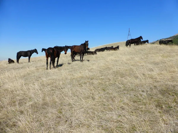 Flock Hästar Som Vilar Bergssluttningen — Stockfoto