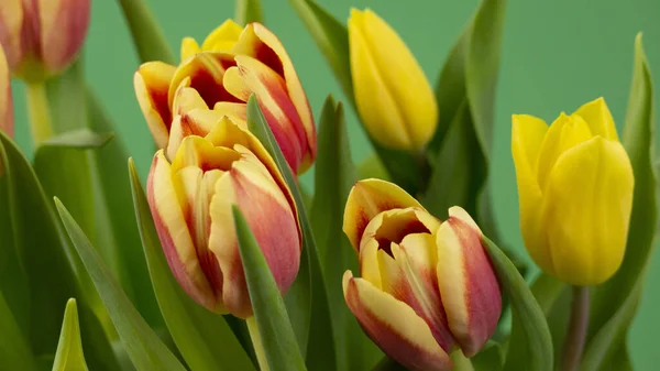 Piękne Kolorowe Tulipany Zielonym Tle — Zdjęcie stockowe