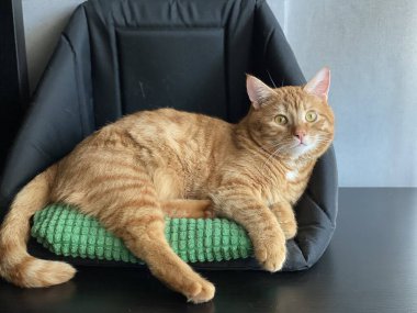 Evcil Hayvan Yatağındaki Turuncu Kedi Yeşil Yastık