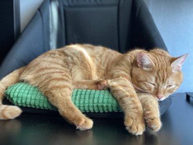 Portakal Kedi Evcil Hayvan Yatağında Uyuyor