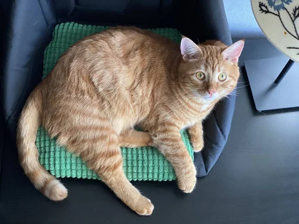 ペットベッドの上のオレンジ猫緑の枕 — ストック写真