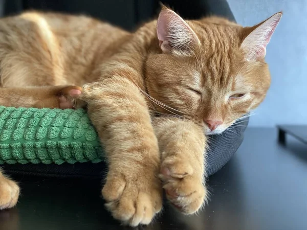 Orange Cat Sleep on the Pet Bed