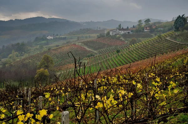 Vinhas em fileiras do Piemonte: colheita — Fotografia de Stock