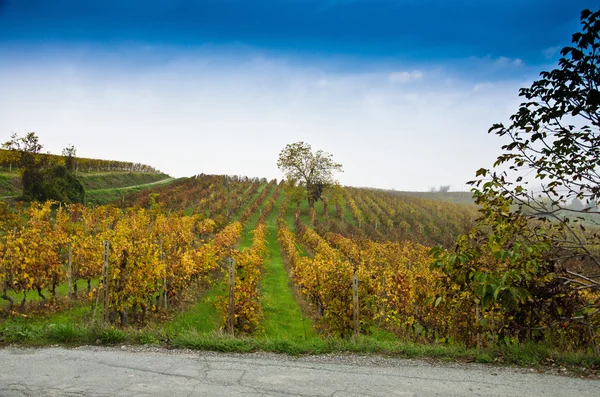 As vinhas utilizadas para a produção de vinho — Fotografia de Stock