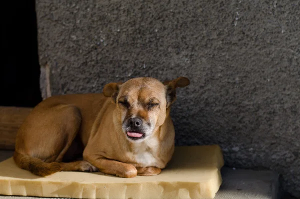 sokak köpeği küçük, en iyi arkadaşım