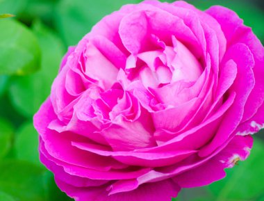 Pembe mor arka plan bulanık