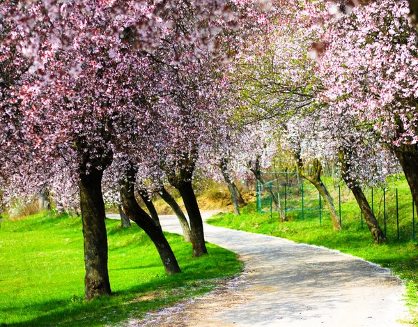 Şeftali çiçekleri arasında yol geçmektedir