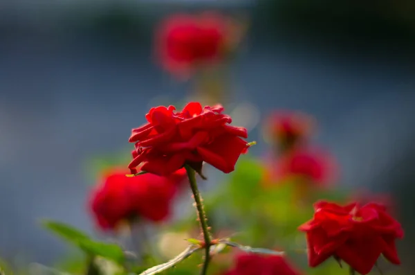 Feu rouge de géranium isolé — Photo