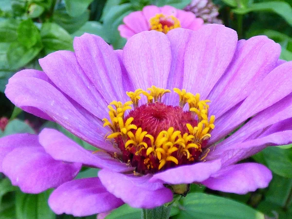 Macro flor púrpura —  Fotos de Stock