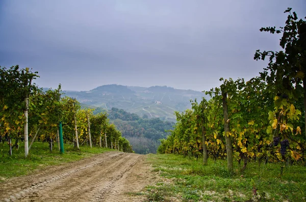 Gospodarstw rolnych w winnicach Piemont — Zdjęcie stockowe