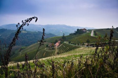 Piedmont üzüm bağları çiftlikleri
