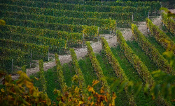 Итальянских виноградников геометрии — стоковое фото