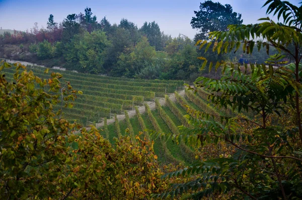 Итальянских виноградников геометрии — стоковое фото