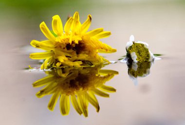 sarı çiçek yansıma