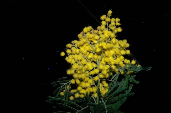 Bunch of mimosa — Stock Photo, Image