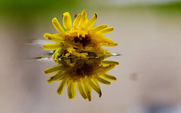 Żółty kwiat odbicie — Zdjęcie stockowe