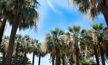 Palm tropik arka planlar