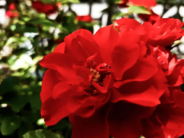 Rosa fuoco rosso bruciore — Foto Stock