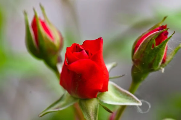 Red rose buds com teia de aranha — Fotografia de Stock