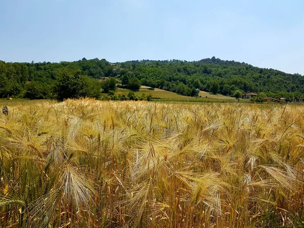 Los campos de granos en el verano —  Fotos de Stock