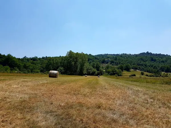 Yaz aylarında tahıl alanları