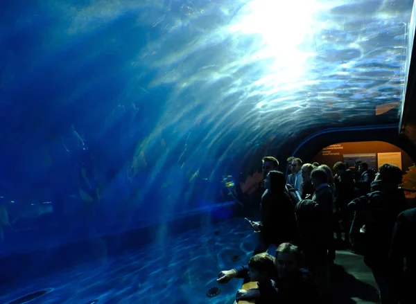 İçeriden gördüm o yunus Havuzu