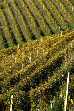Piedmontese Langhe 'nin tipik manzaraları