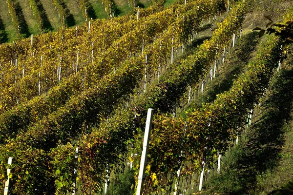 Paesaggi tipici delle Langhe piemontesi — Foto Stock