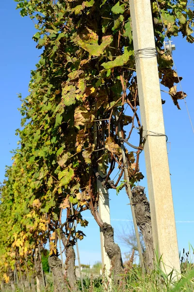 Paesaggi tipici delle Langhe piemontesi — Foto Stock