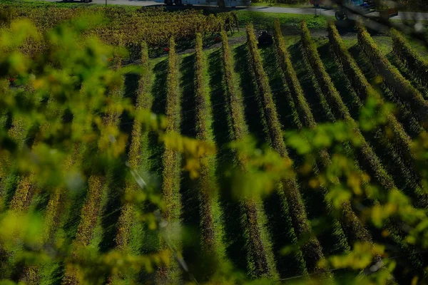 Типичные пейзажи Пьемонтской Ланге — стоковое фото