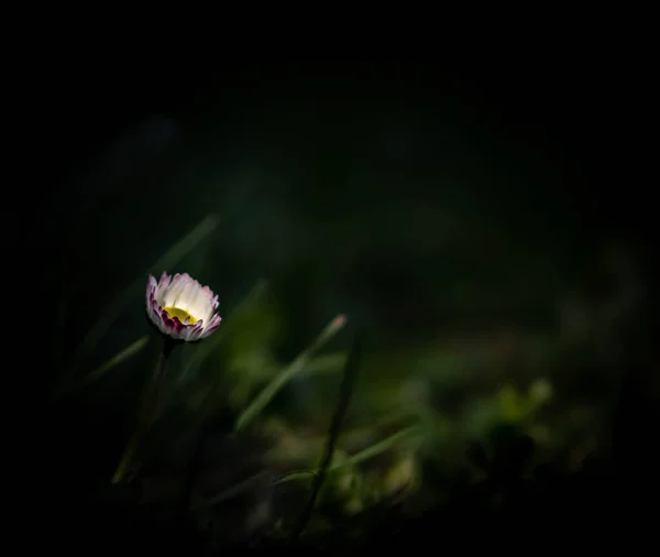 Tusensköna Blommar Våren Grön Gräsmatta — Stockfoto