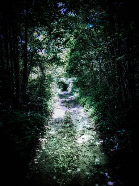 Rua Iluminada Contra Fundo Escuro Encontrei Uma Floresta Escura — Fotografia de Stock