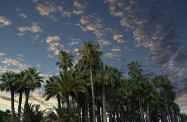Karayip sahillerine özgü güzel palmiye ağaçlarının arka planı