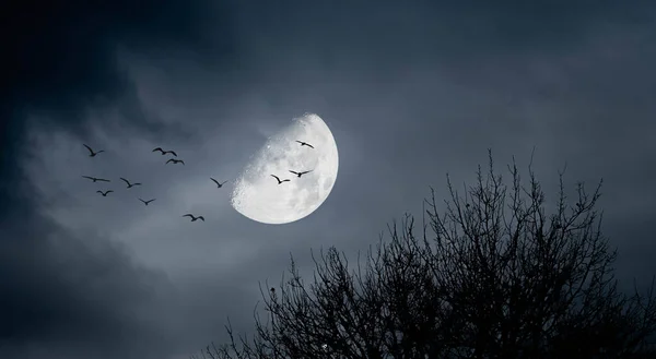 有月亮 有鸟儿 有光秃秃的树木的恐怖景象 — 图库照片