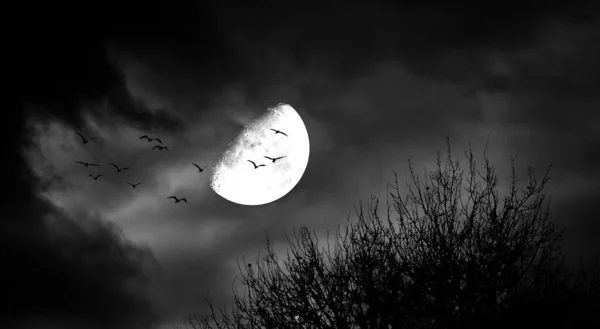 有月亮 有鸟儿 有光秃秃的树木的恐怖景象 — 图库照片