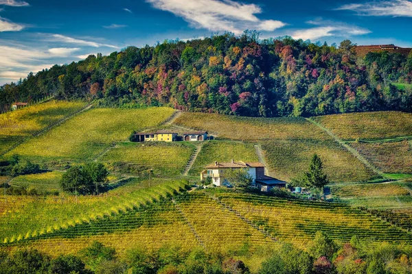 Les Vignobles Des Langhe Piémontaises Automne Après Récolte — Photo