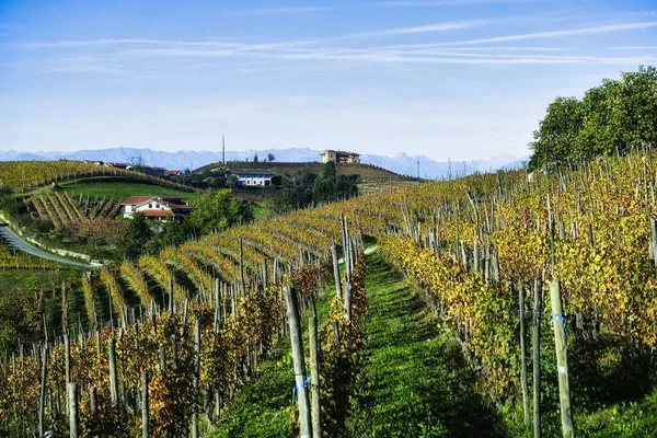 Vigneti Paesaggi Nelle Langhe Piemontesi Vicino Alba Durante Periodo Della — Foto Stock