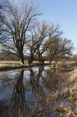 Tembel nehir kenarındaki ağaçlar
