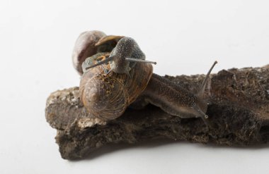 İki salyangoz sürünen